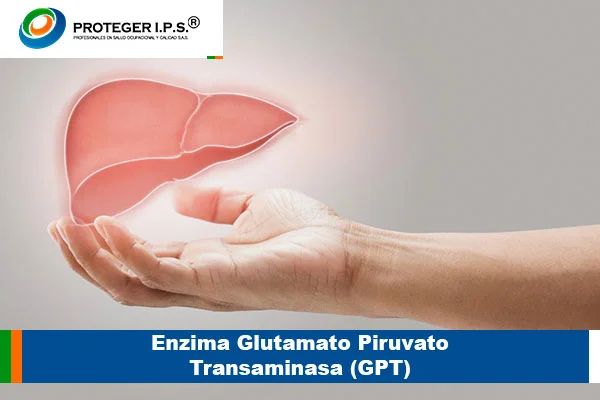 Enzima Glutamato Piruvato Transaminasa (GPT)