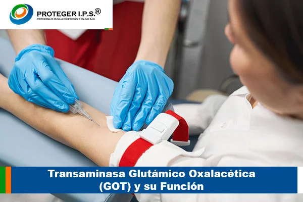 Transaminasa Glutámico Oxalacética (GOT) y su Función