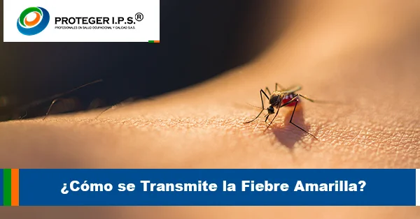 Cómo se transmite la fiebre amarilla