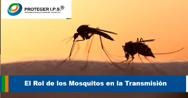 El rol de los mosquitos Aedes y Haemogogus en la transmisión