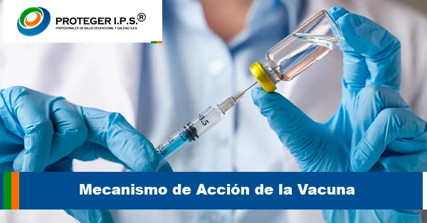 Mecanismo de Acción de la Vacuna