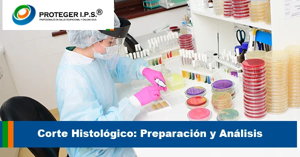 Corte Histológico Preparación y Análisis