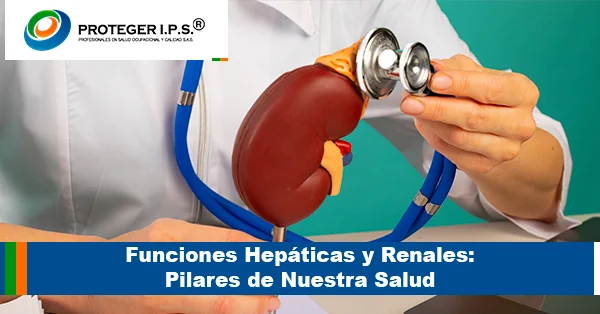 Funciones Hepáticas y Renales Pilares de Nuestra Salud