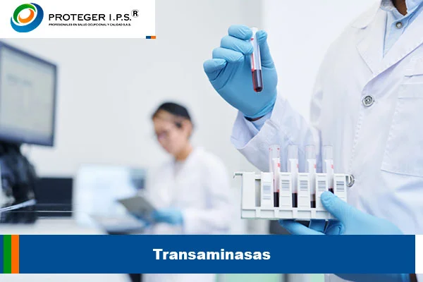 transaminasas