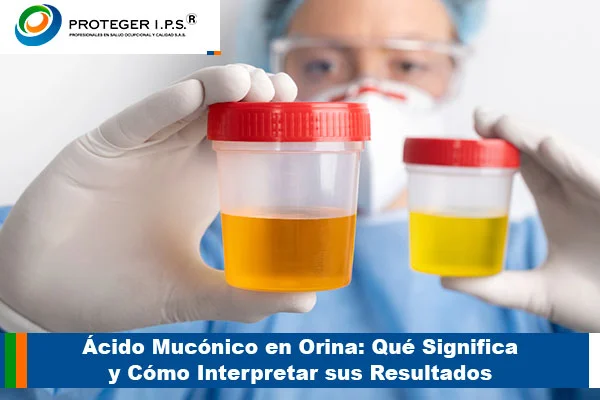 acido muconico